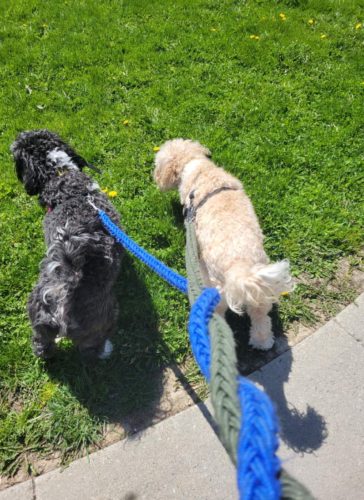 2 Dogs on green lawn
